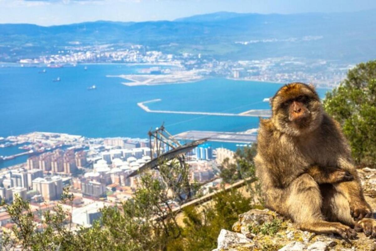 a monkey sitting on top of a mountain overlooking a city