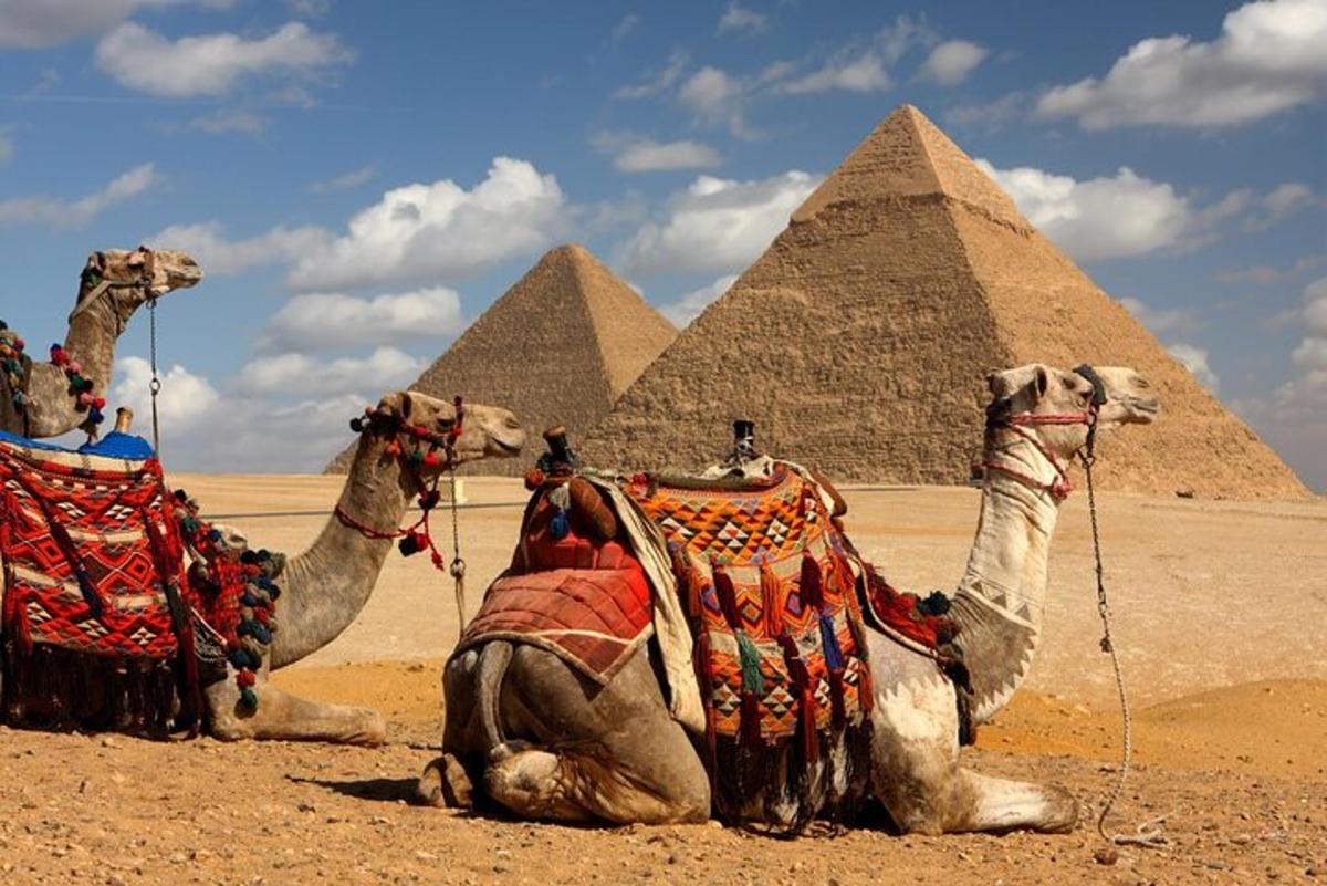 two camels sitting in the desert near the pyramids