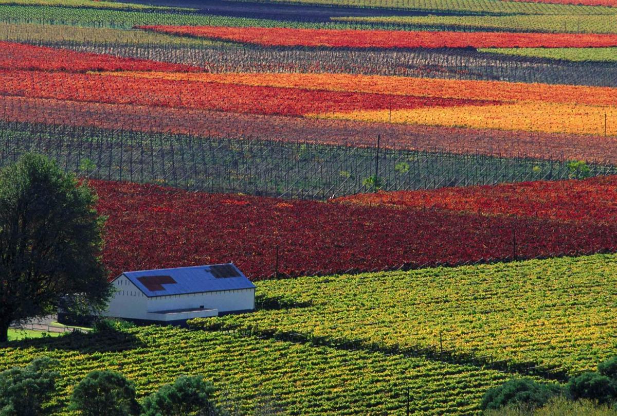 observatoř v poli tulipánů