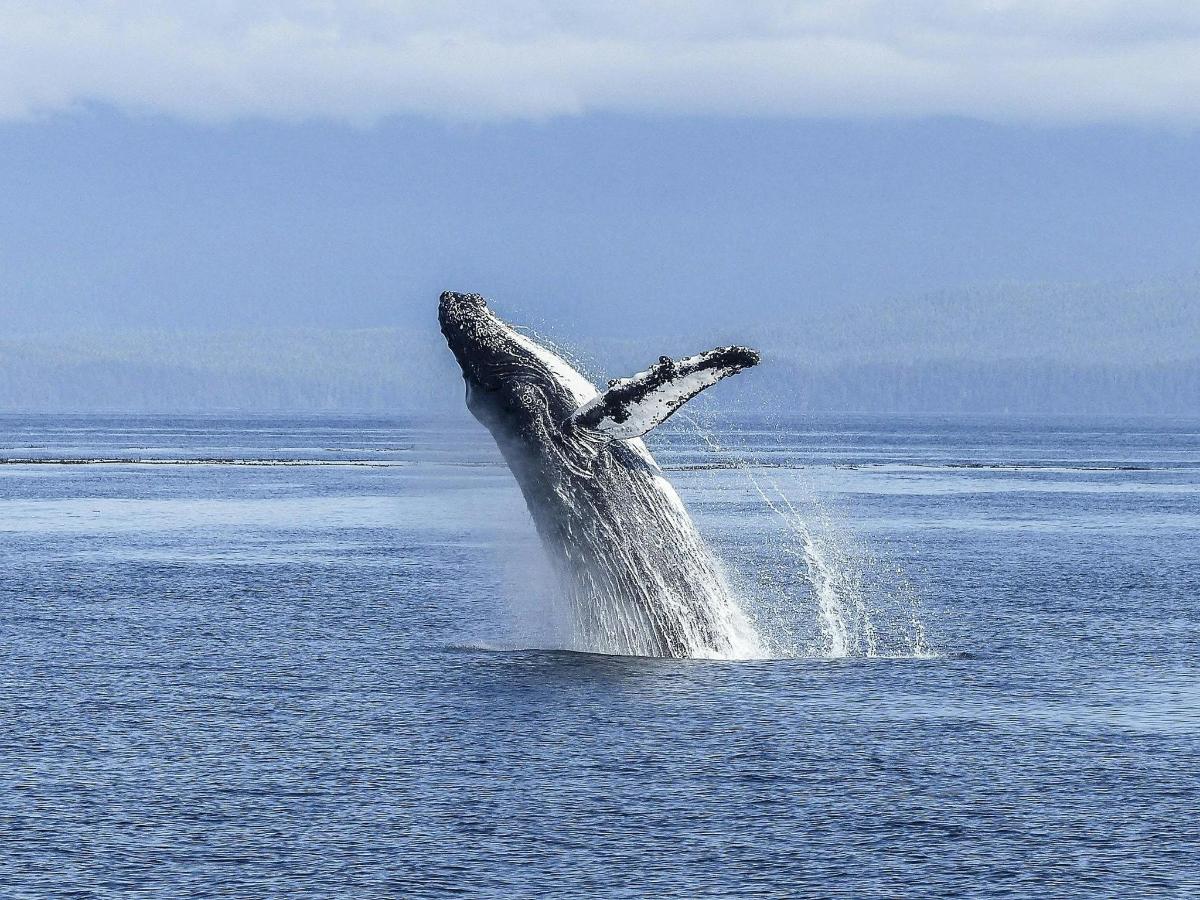 a humpback whale jumping out of the water