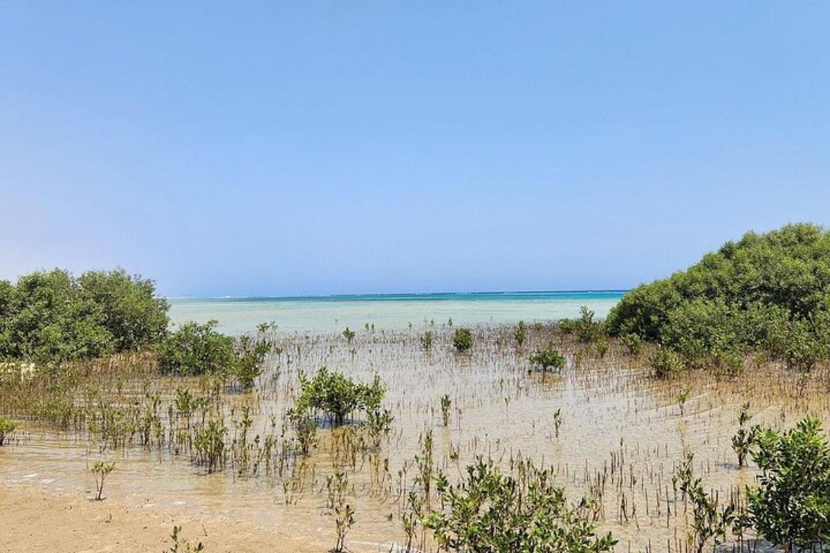 ein Strand mit Bäumen und dem Meer im Hintergrund
