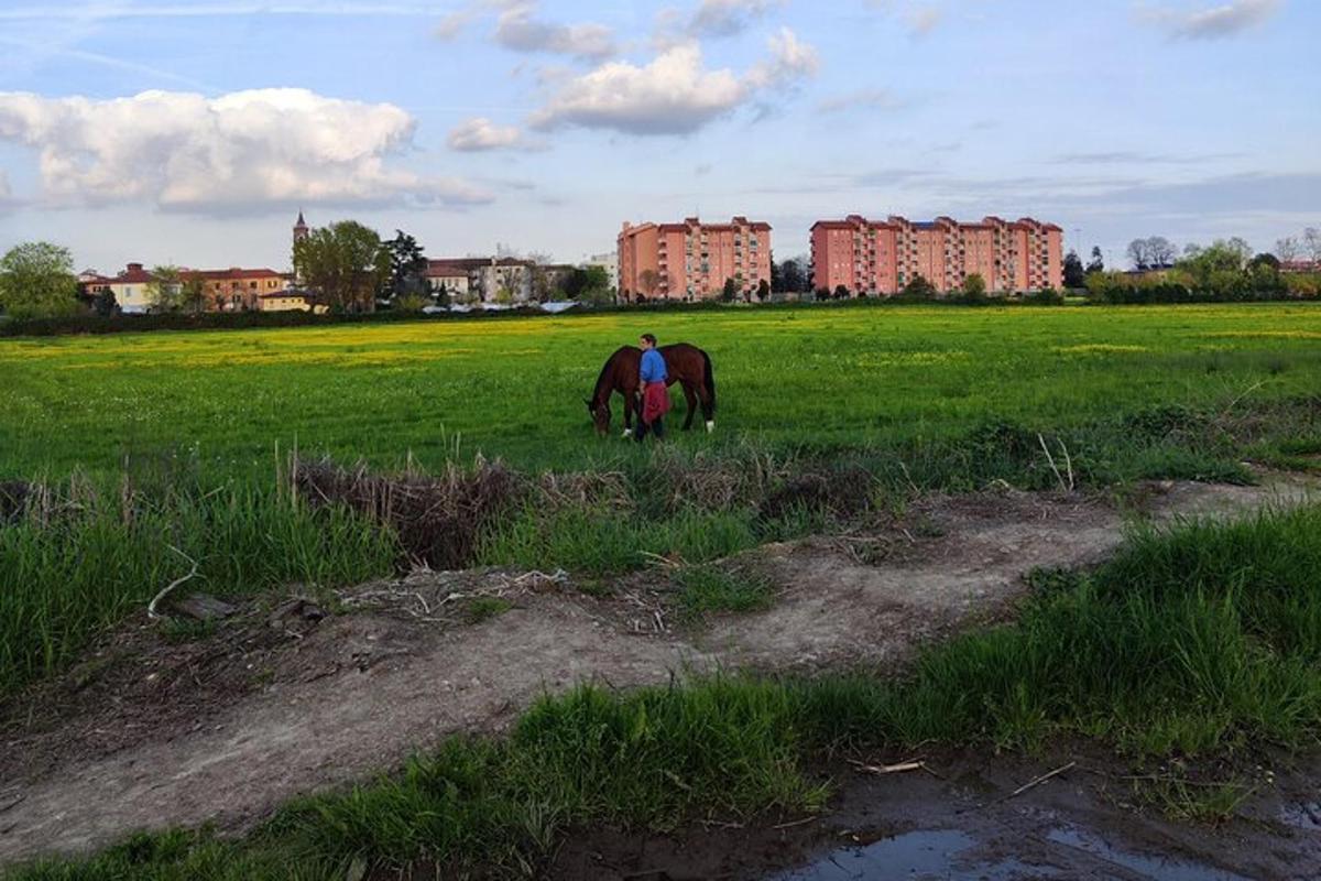 két ló legelészik egy mezőn, a háttérben épületekkel
