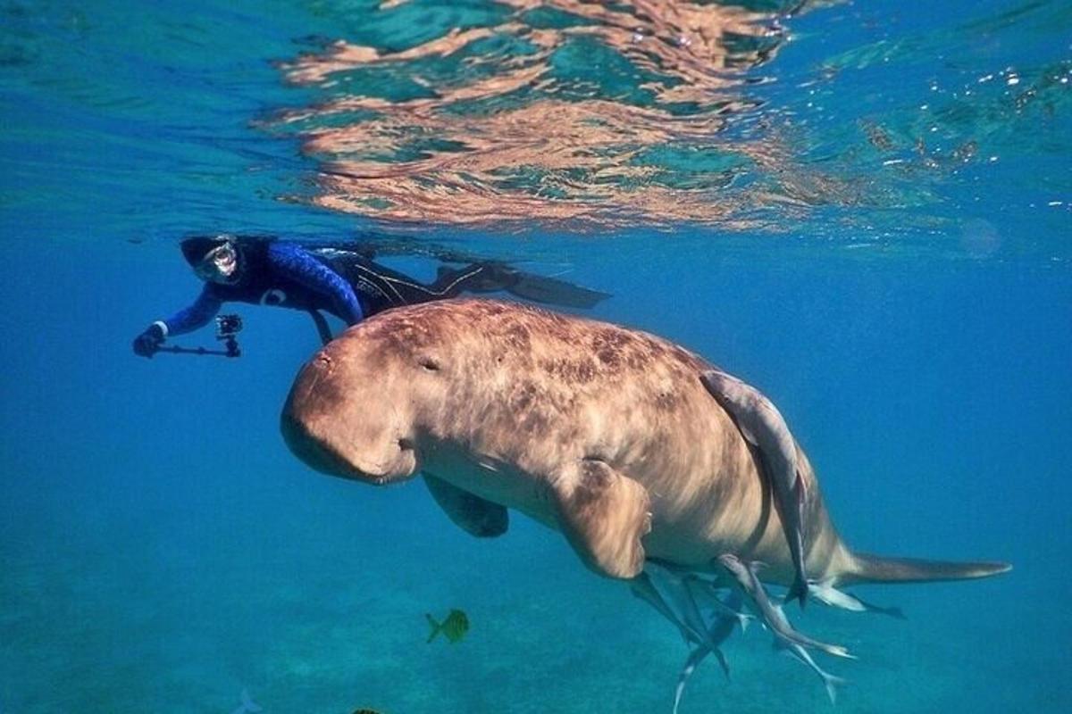 a person in the water next to a whale shark