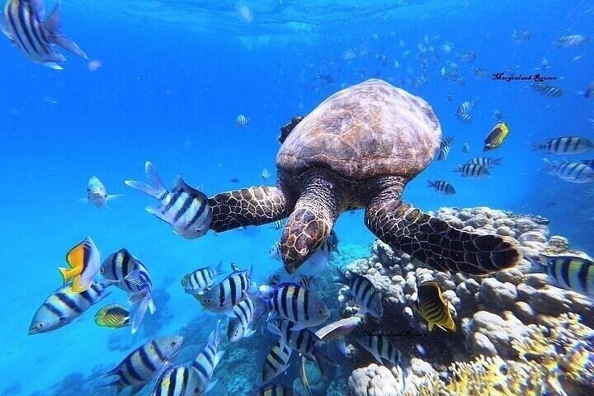 isang pagong na lumalangoy sa ibabaw ng coral reef na may kasamang isda