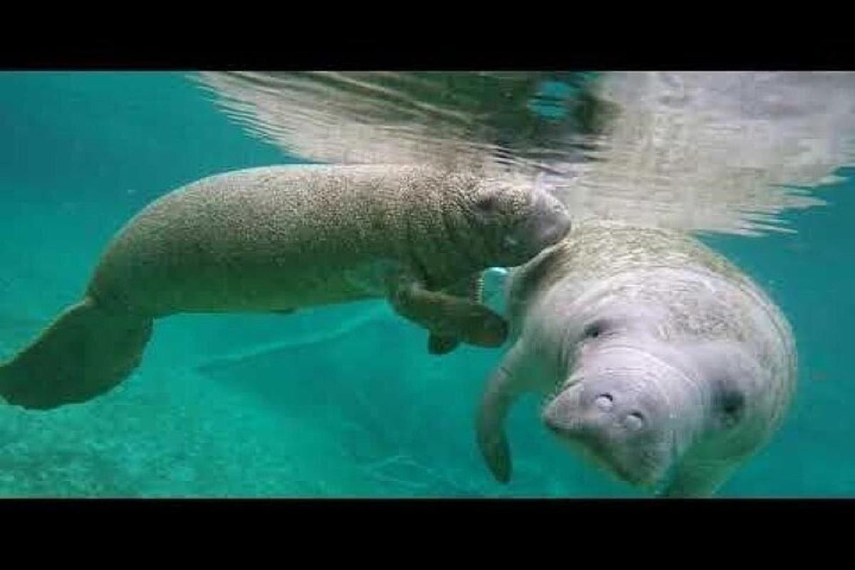 isang polar bear na lumalangoy sa tubig