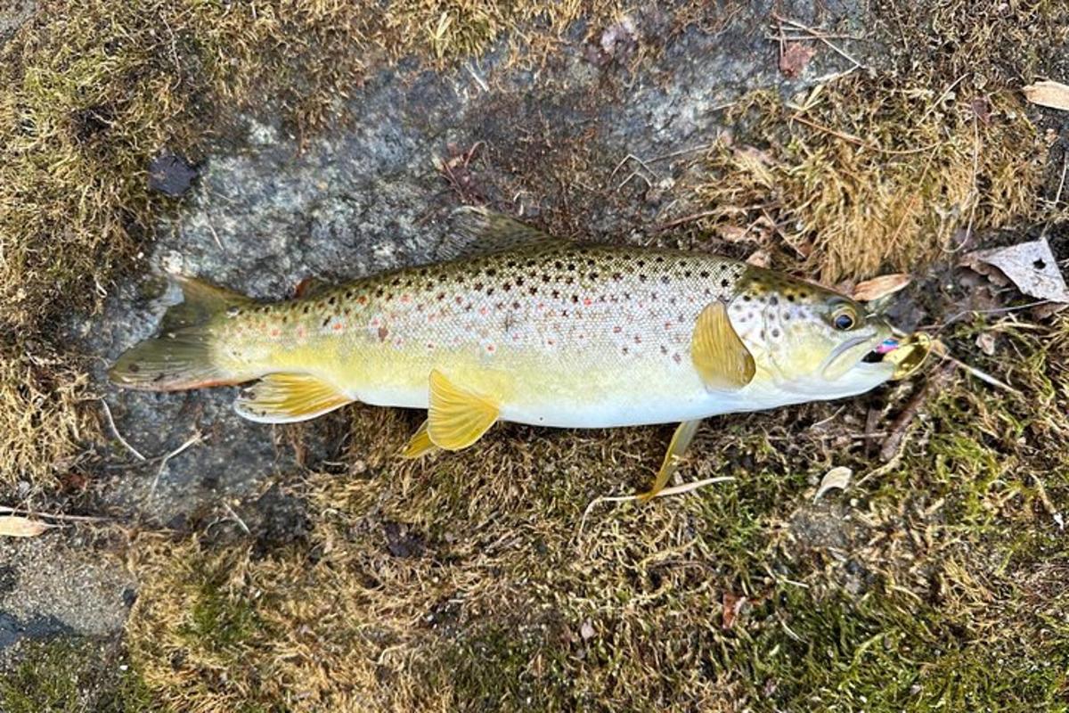 en fisk, der sidder på jorden på græsset