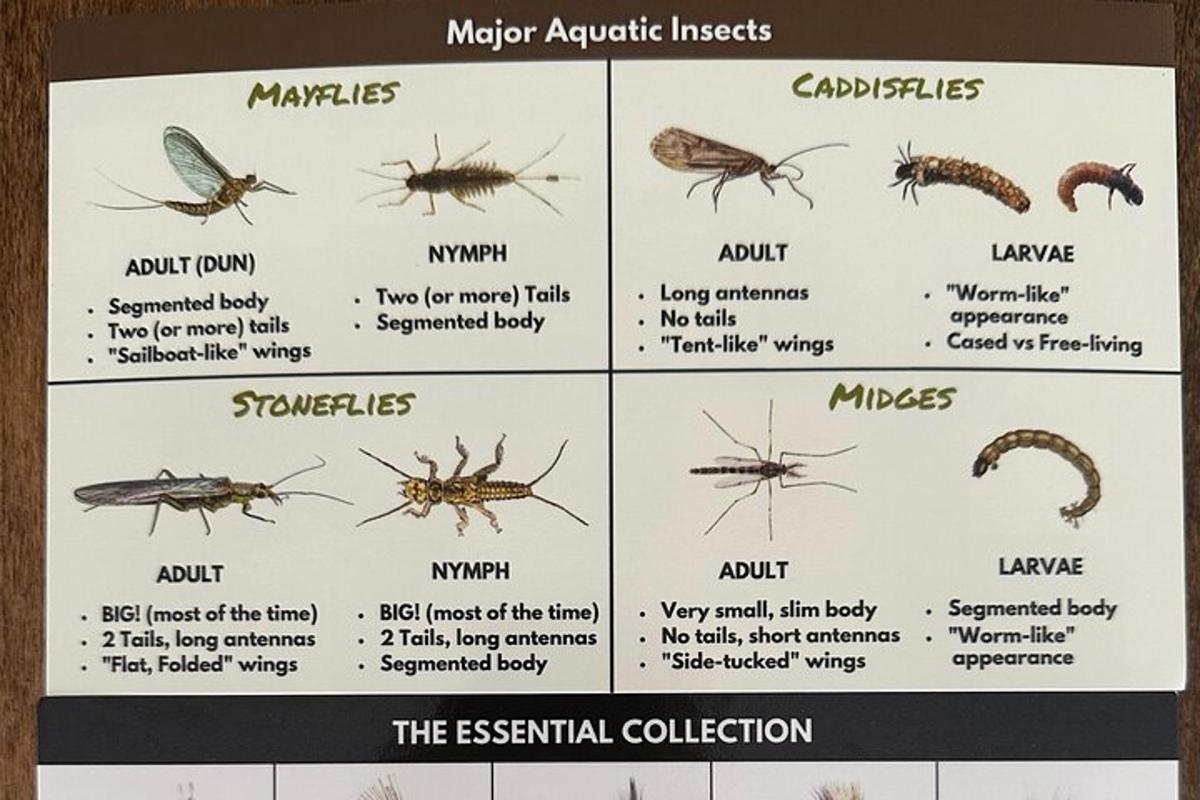 Skordýr af tegundinni Aedes aegyptopheles á veggspjaldi