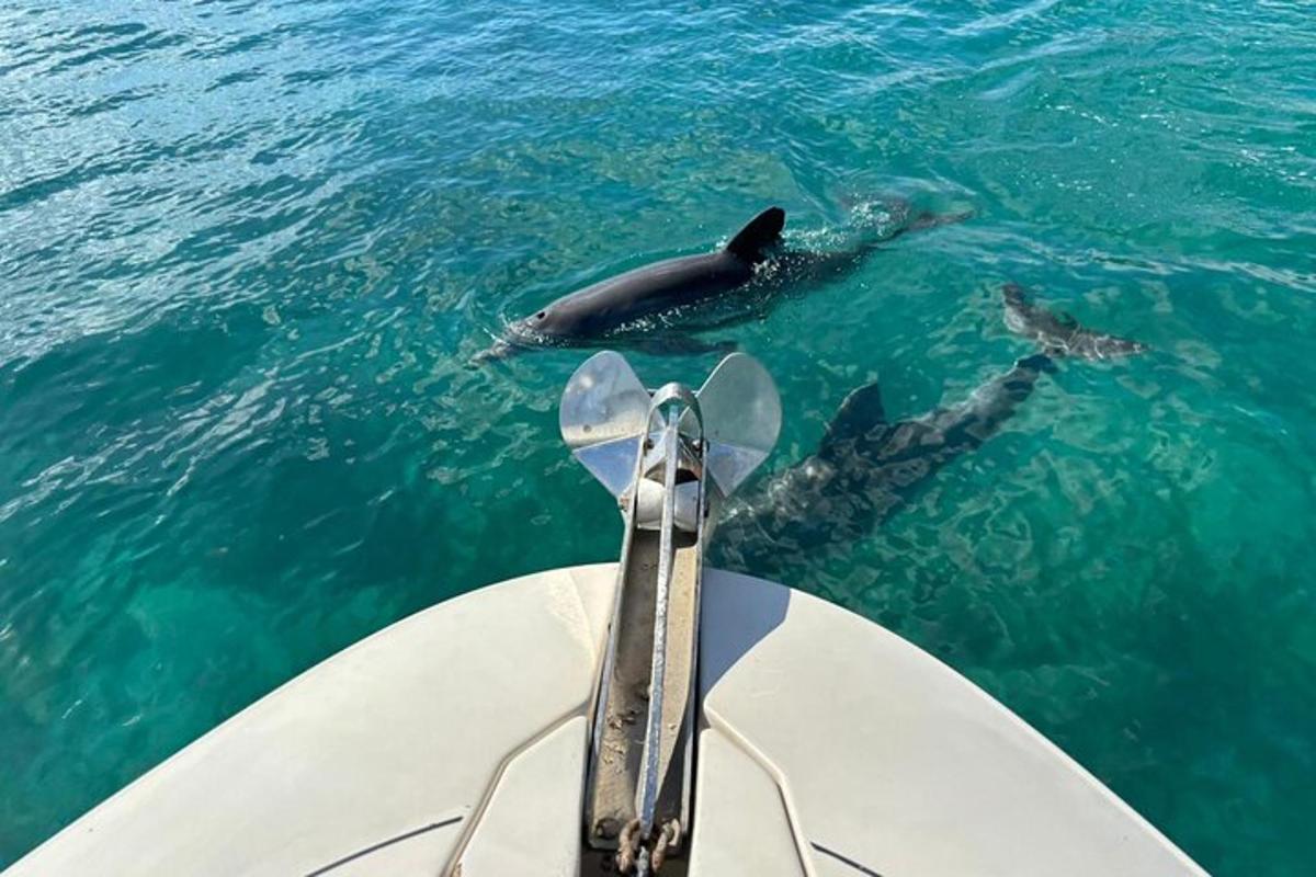 un delfino che nuota accanto a una barca in acqua