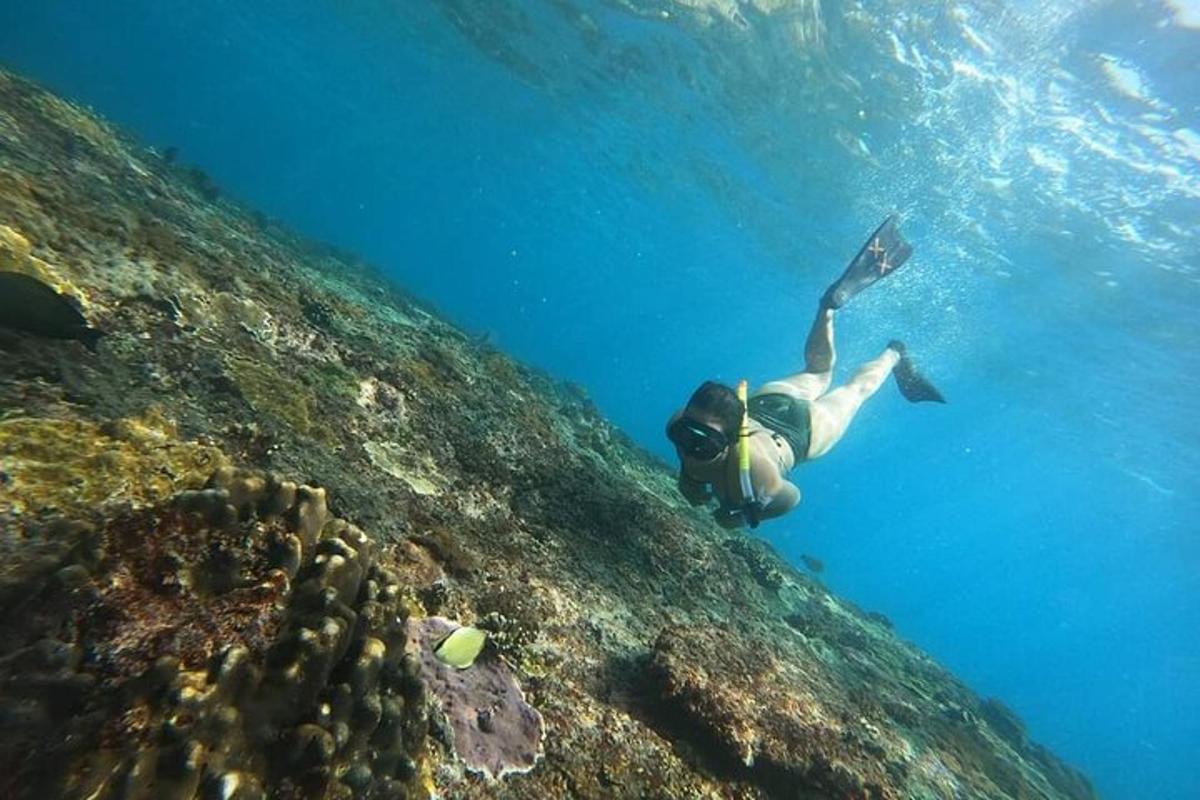 seseorang dengan pakaian selam berenang di laut