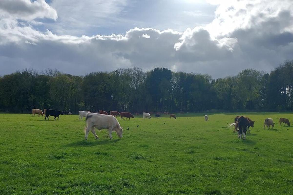 una manada de vacas pastando en un campo