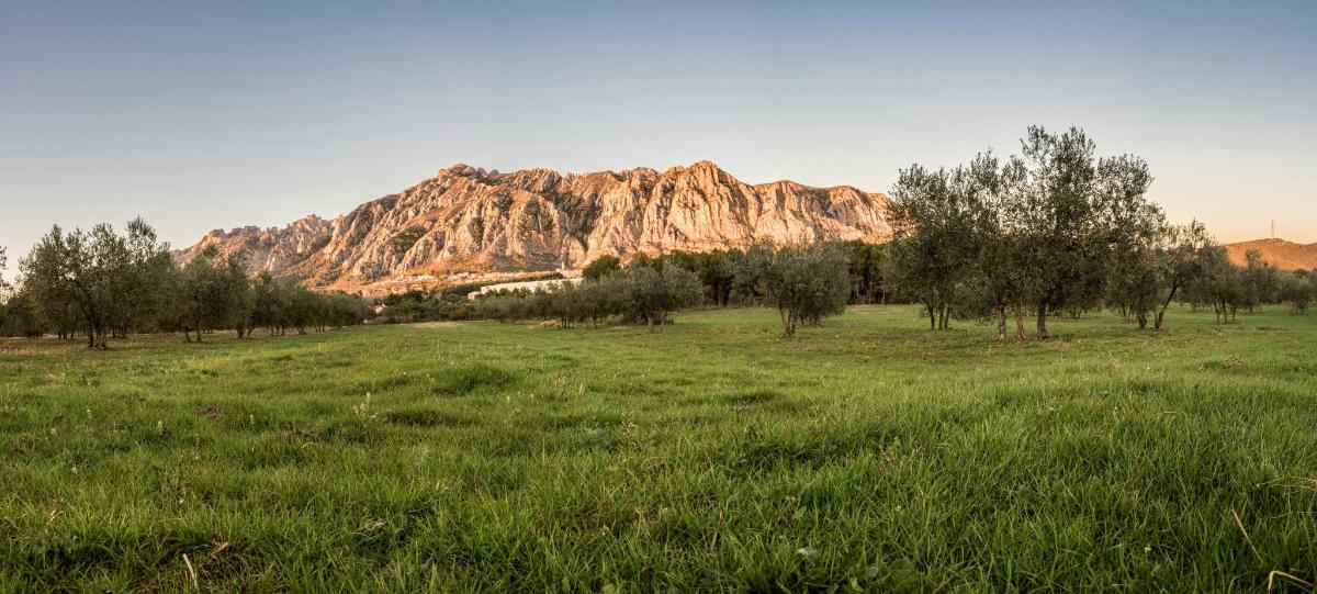 un campo con alberi e una montagna sullo sfondo