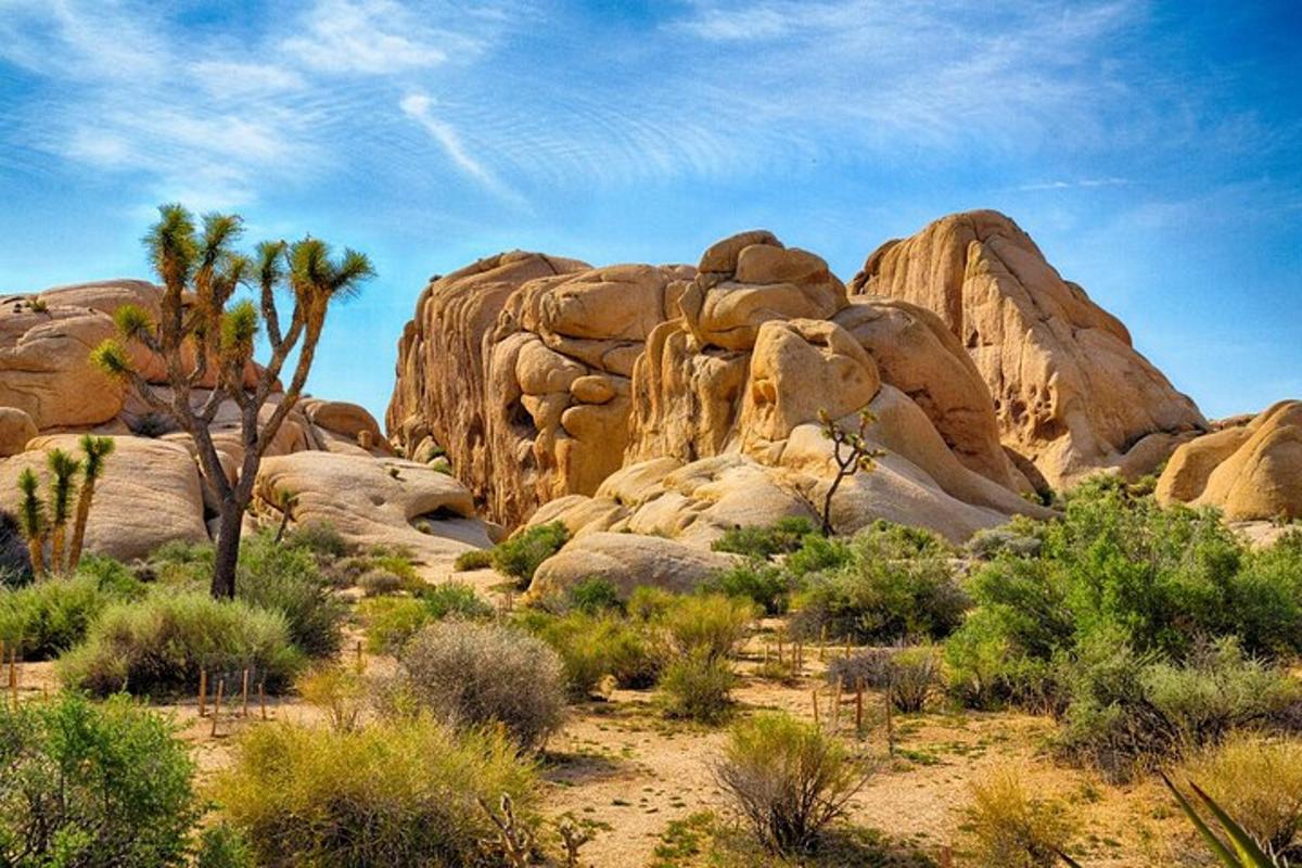 Un desierto con algunas rocas y algunos árboles y arbustos.