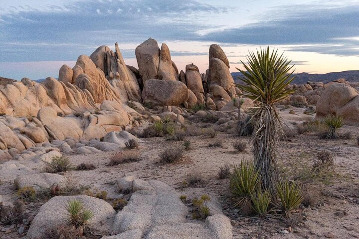 Un grupo de rocas y una palmera en un desierto.
