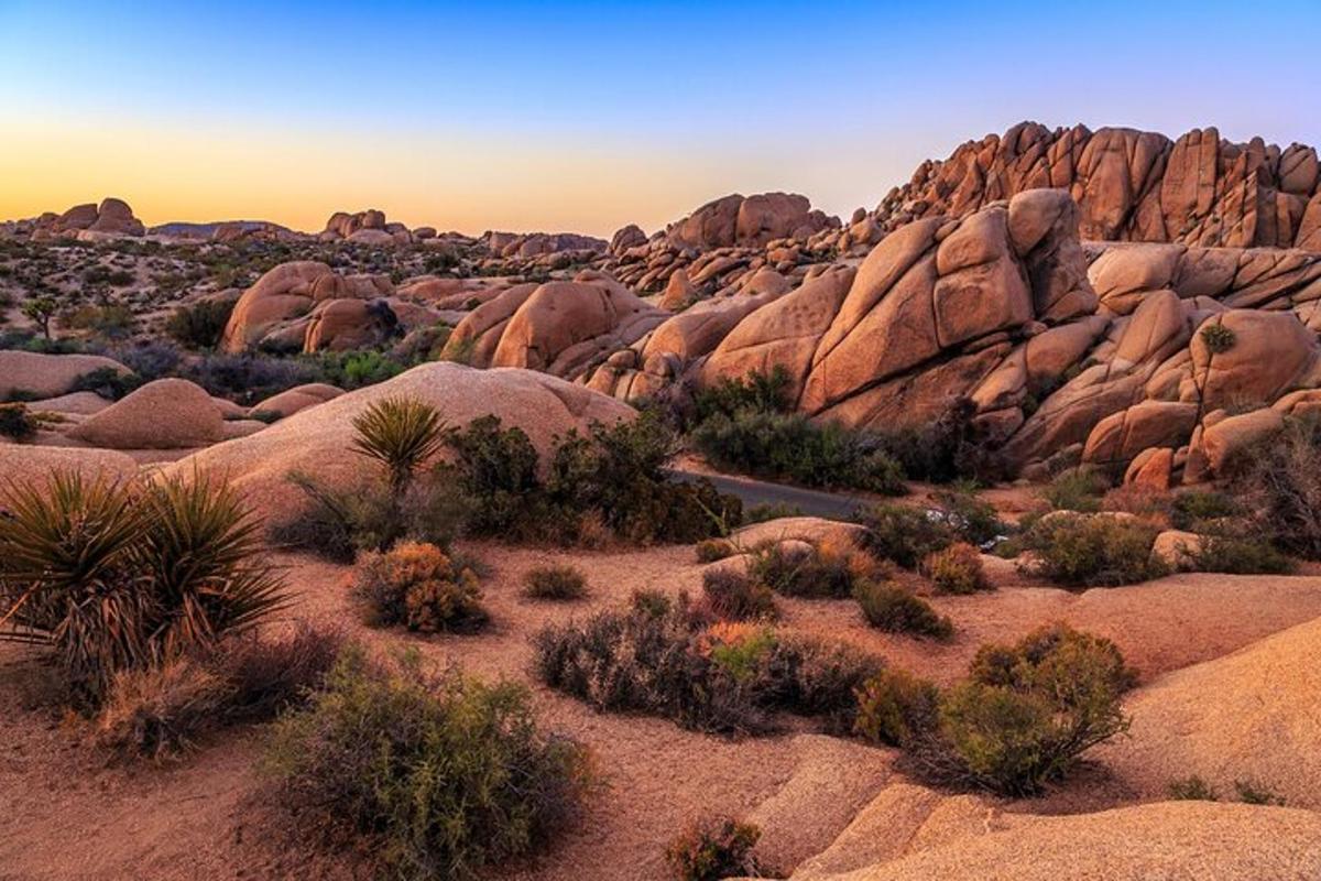 Una vista de un desierto con rocas y arbustos.