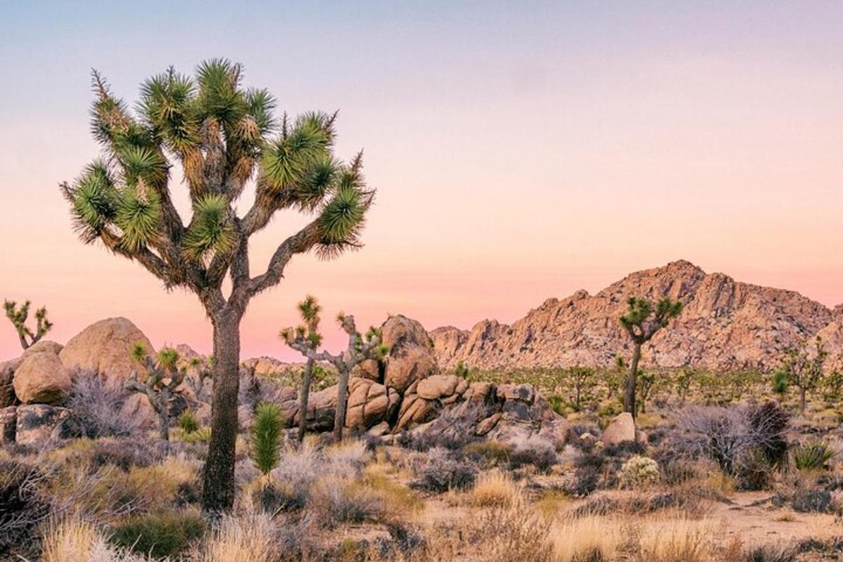 Una palmera en el desierto con montañas al fondo.
