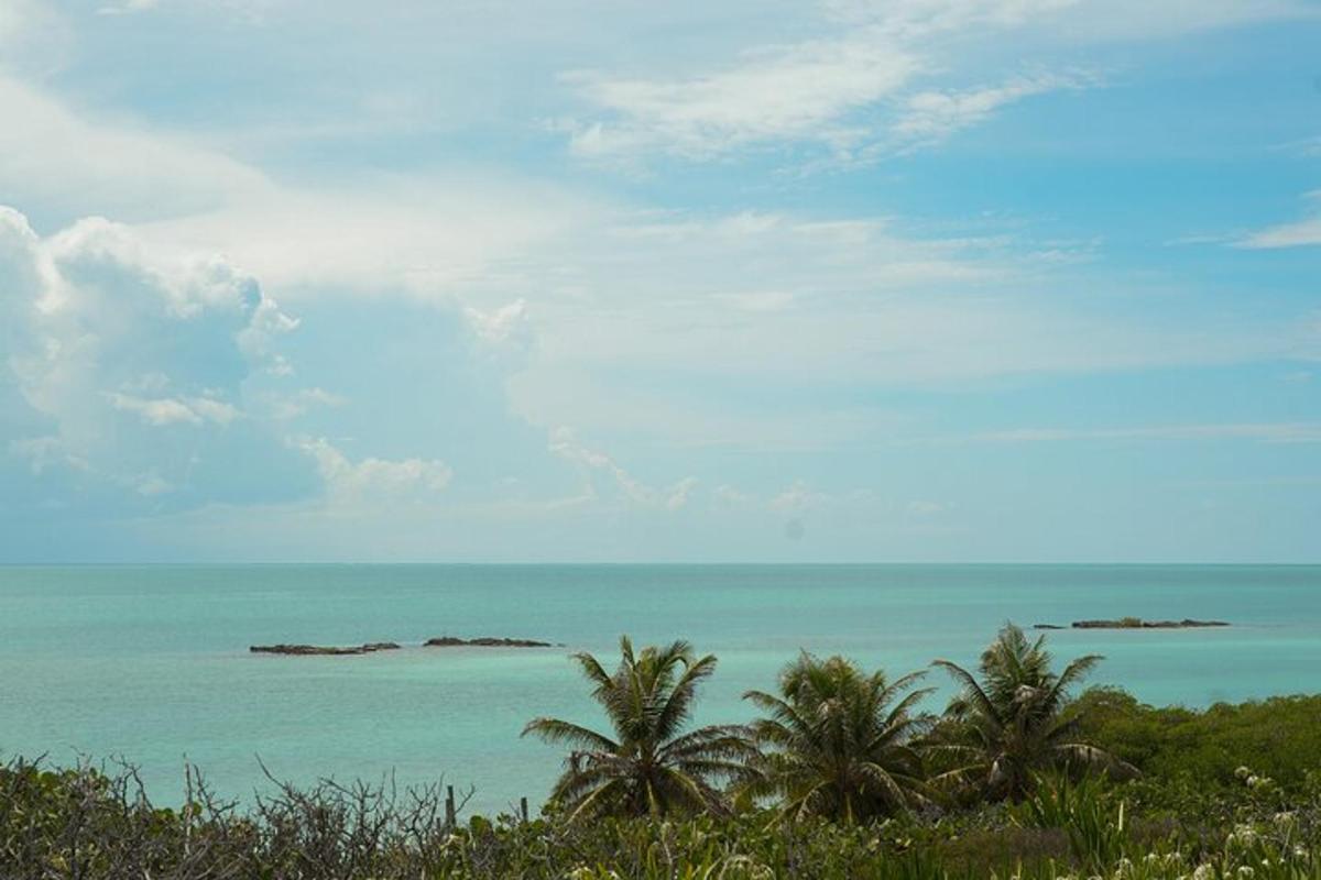 a view of a beach with palm trees and the ocean