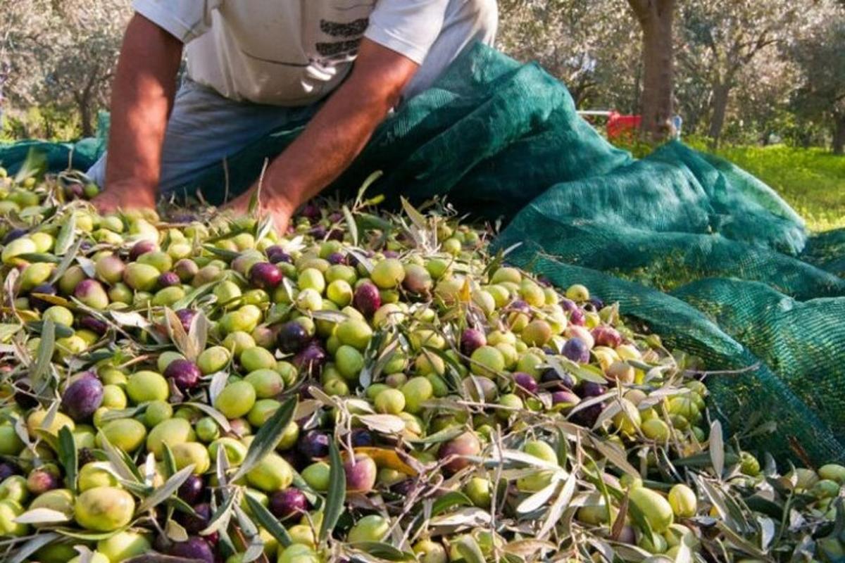 a man kneeling on the ground next to a pile of fruit