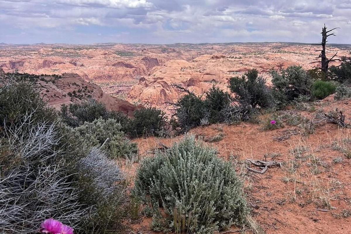 una vista del deserto con cespugli e alberi