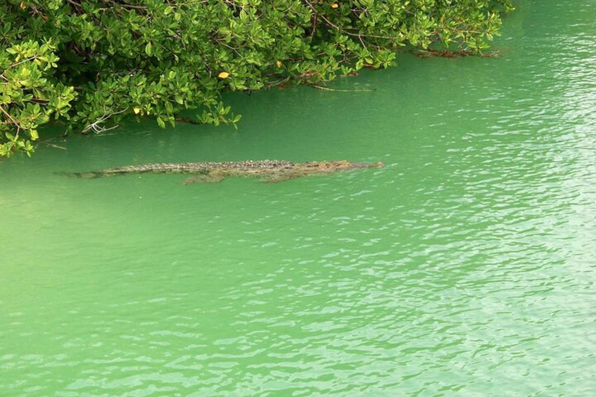 alligator í vatninu við hliðina á trjáhópi