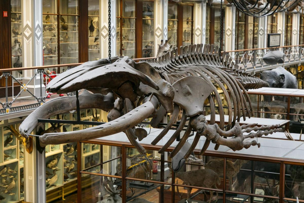 a dinosaur skeleton on display in a museum