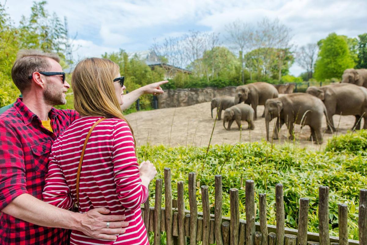a man and woman standing in front of a herd of elephants