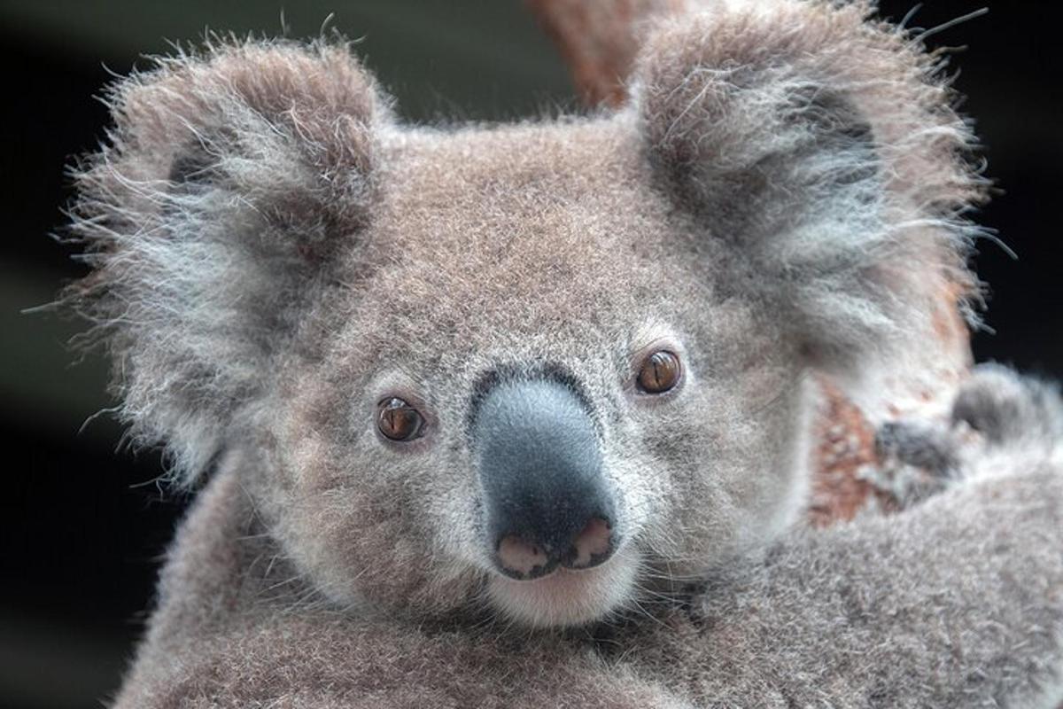 un primo piano di un orso koala con la sua testa