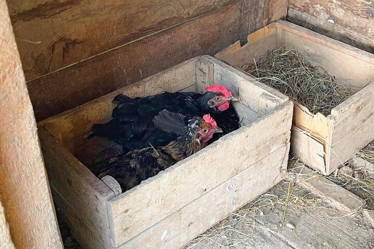 due polli sono seduti in una scatola di legno