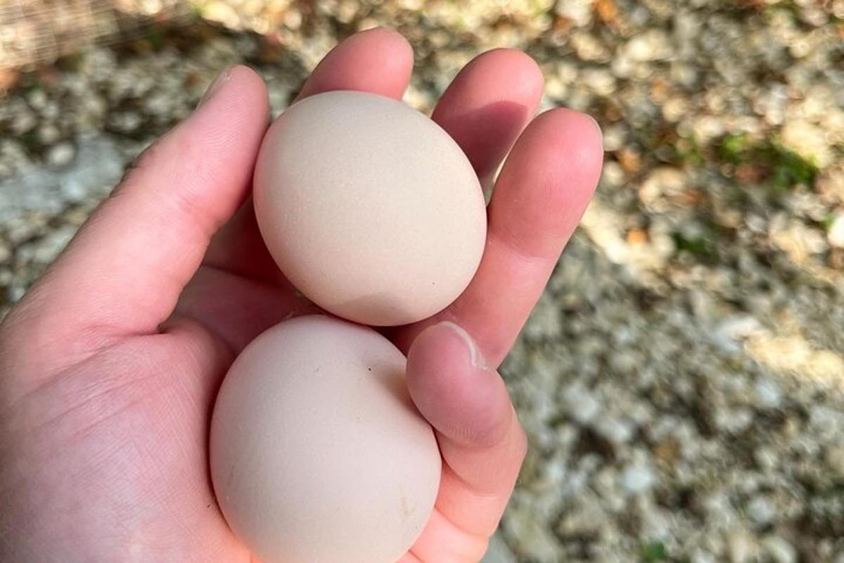una persona che tiene tre uova in mano