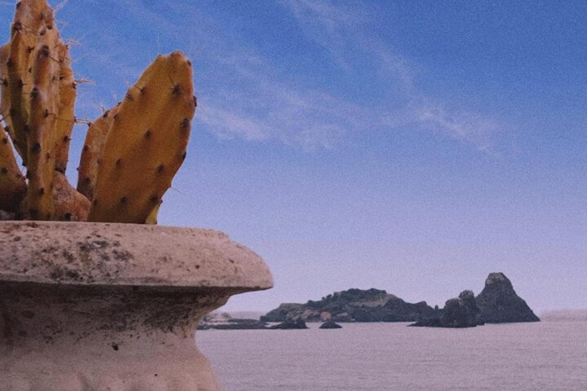 un cactus într-un ghiveci lângă o apă