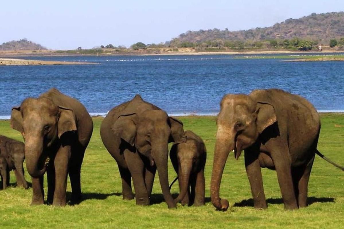 un gruppo di elefanti in piedi in un campo vicino all'acqua