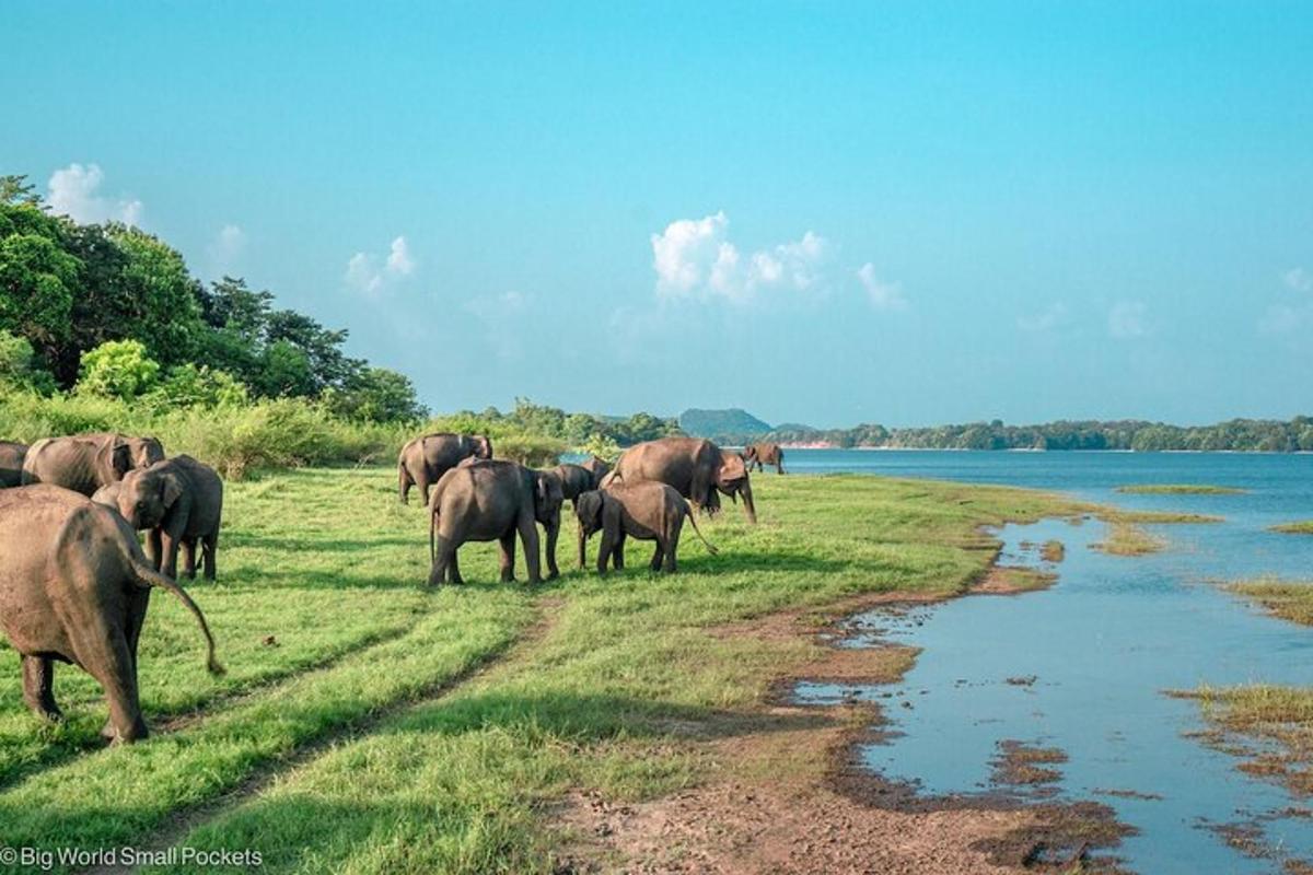 una mandria di elefanti in piedi in un campo vicino a un fiume