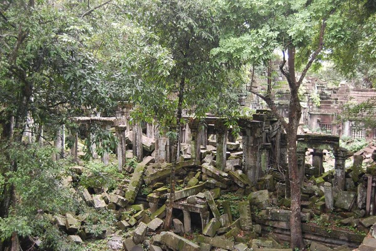 a group of trees and rocks in a forest