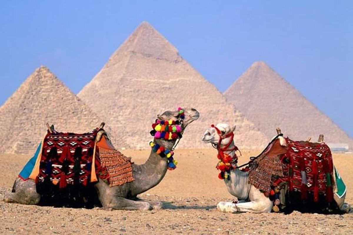 two camels are sitting in front of the pyramids