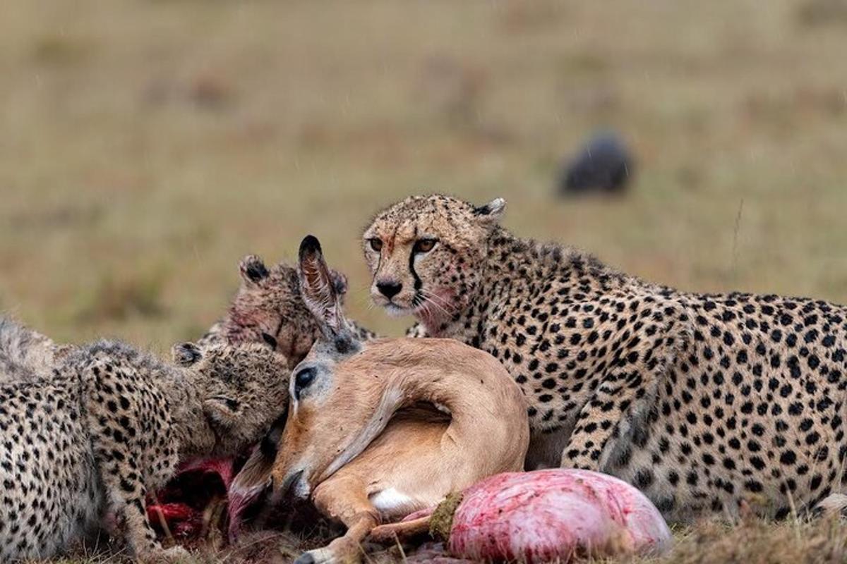 Un grupo de guepardos jugando con un animal muerto.