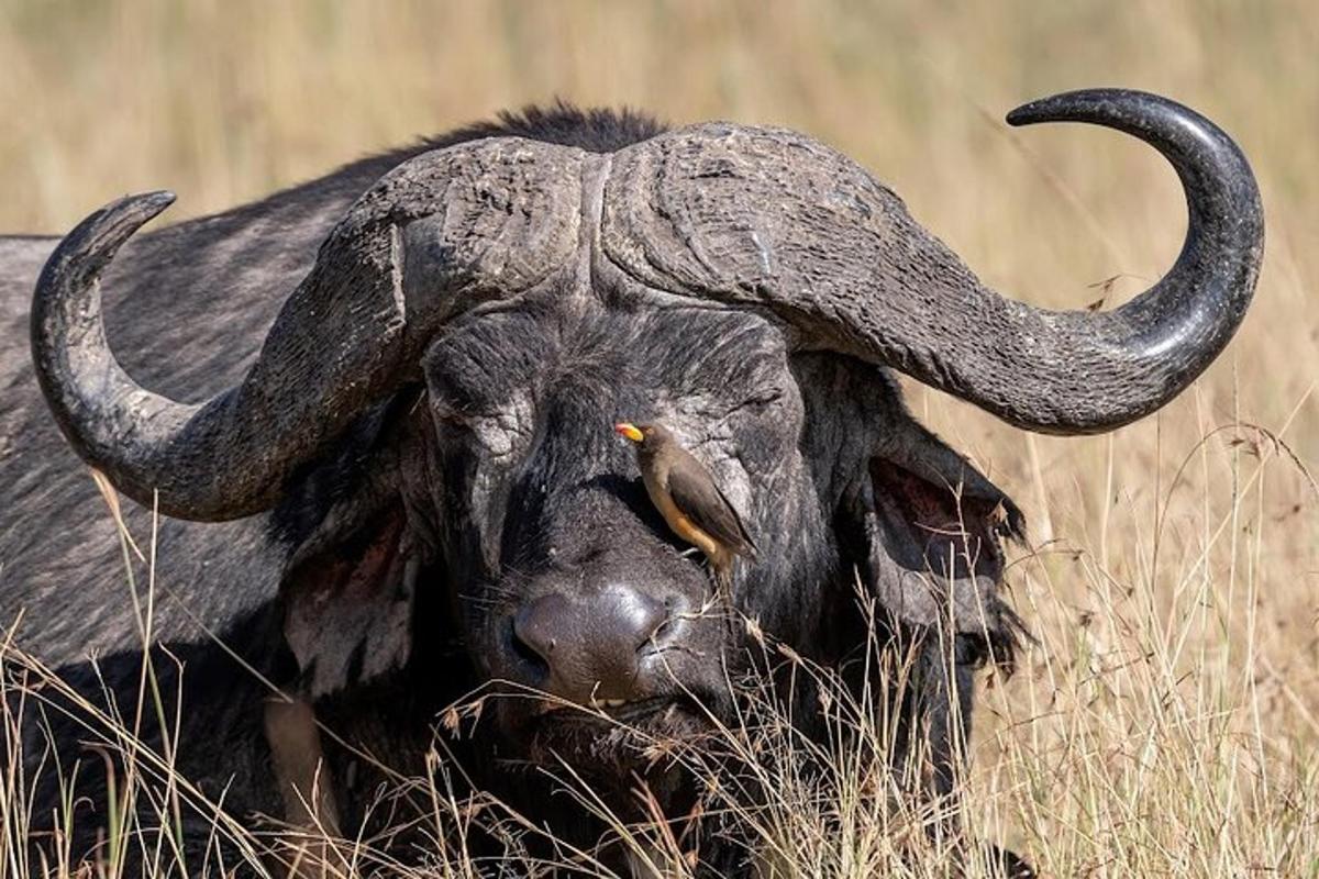 un bufalo con lunghe corna sdraiato nell'erba