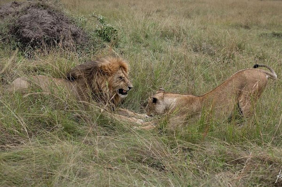 Dos leones tumbados en la hierba de un campo