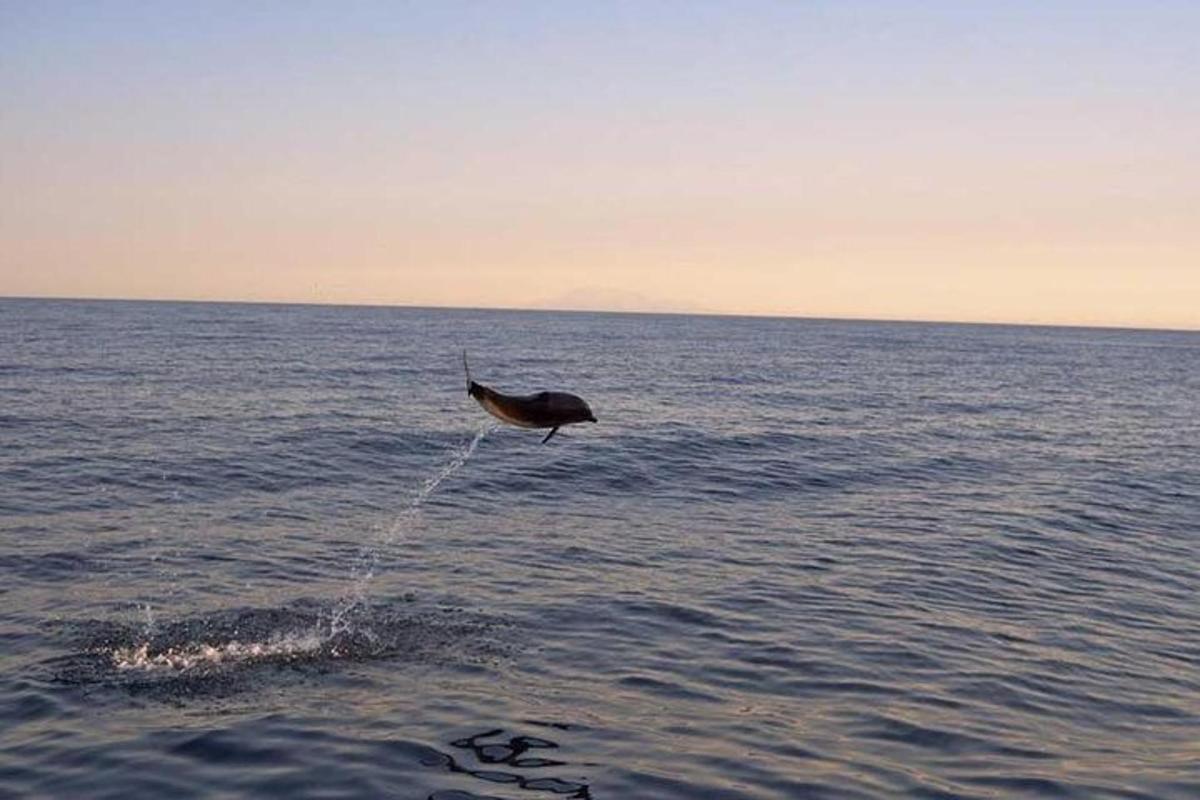 seekor ikan lumba-lumba melompat keluar dari air