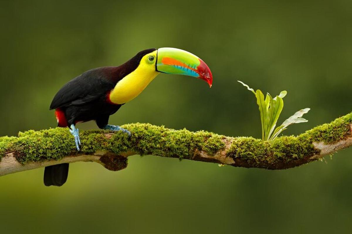 a colorful toucan perched on a tree branch