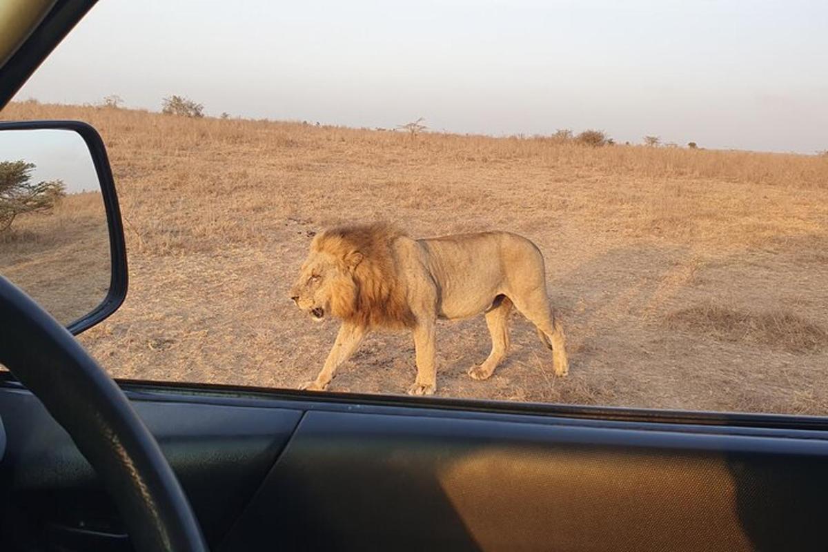 a lion walking on the road next to a car
