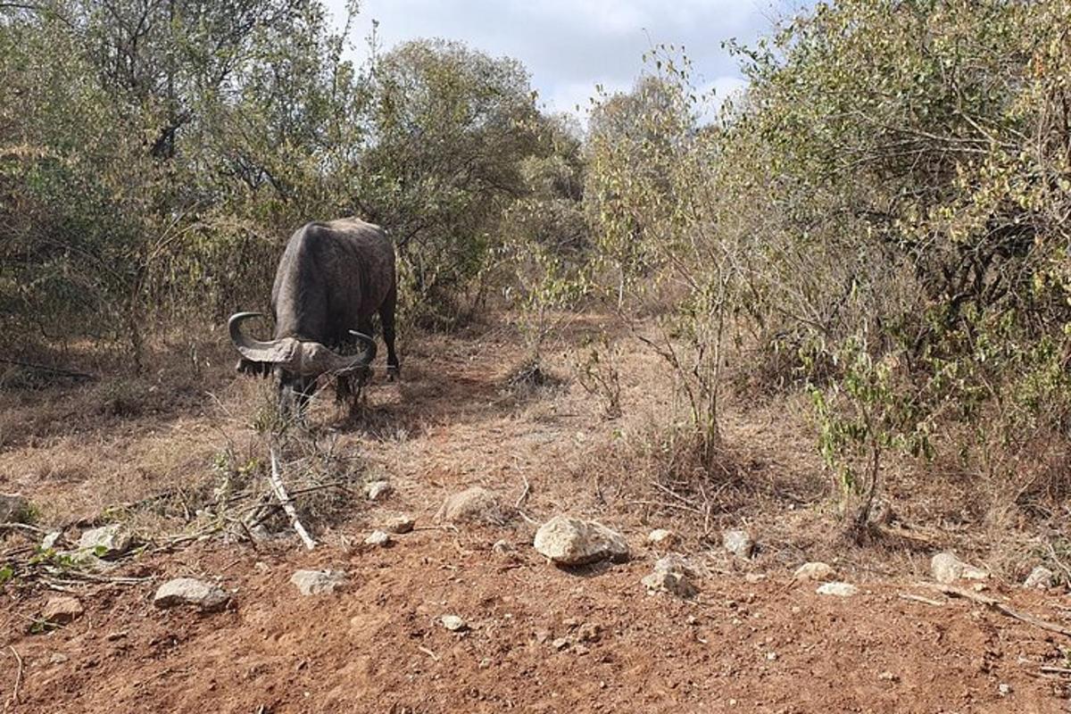 un bufalo in piedi su un campo sterrato con alberi