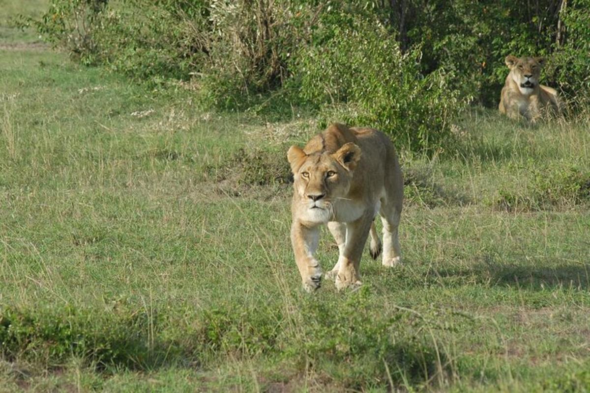 a lion walking through a field of grass