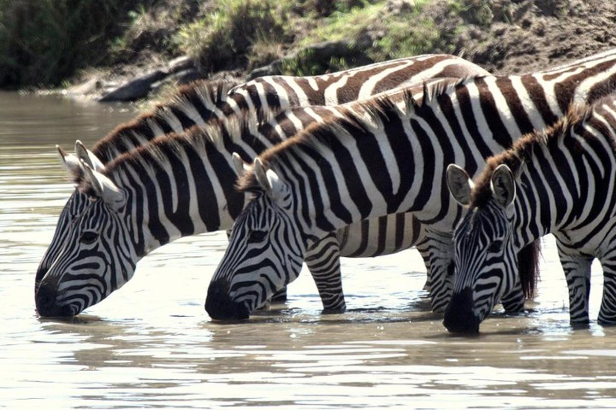 un gruppo di zebre che bevono dall'acqua