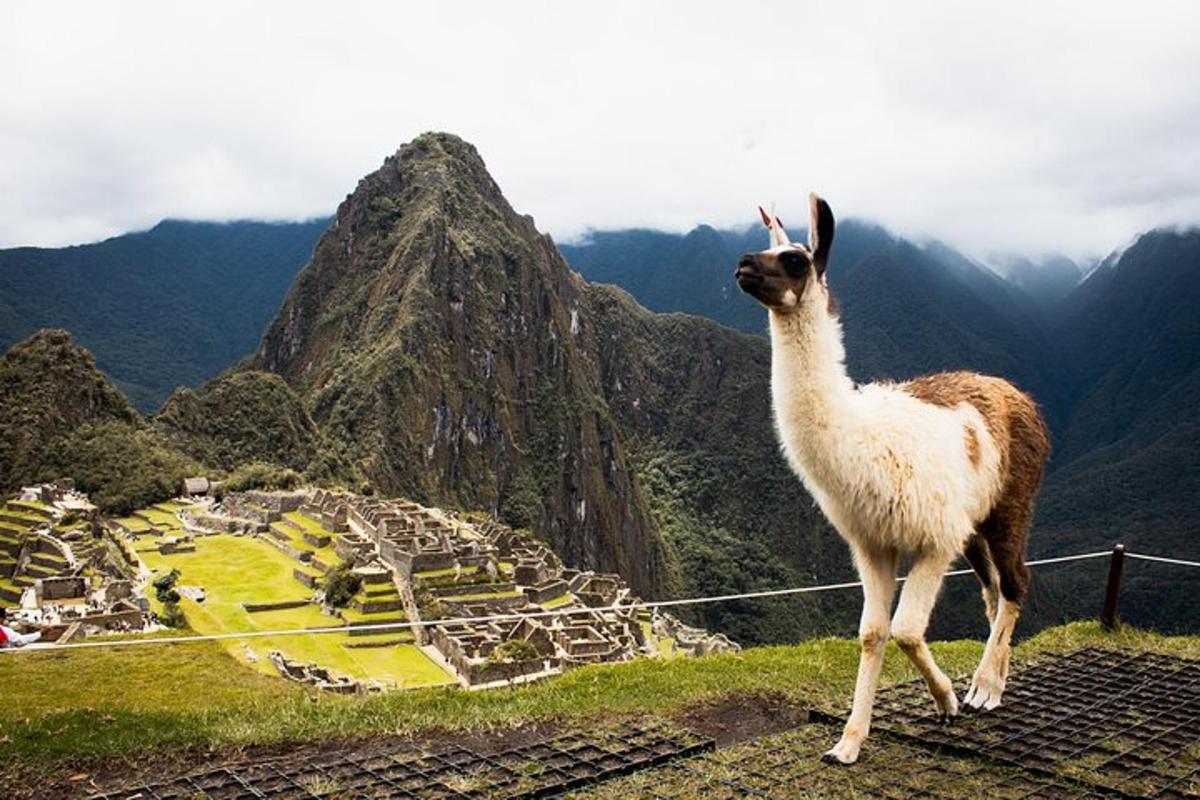 un lama in piedi sulla cima di una montagna