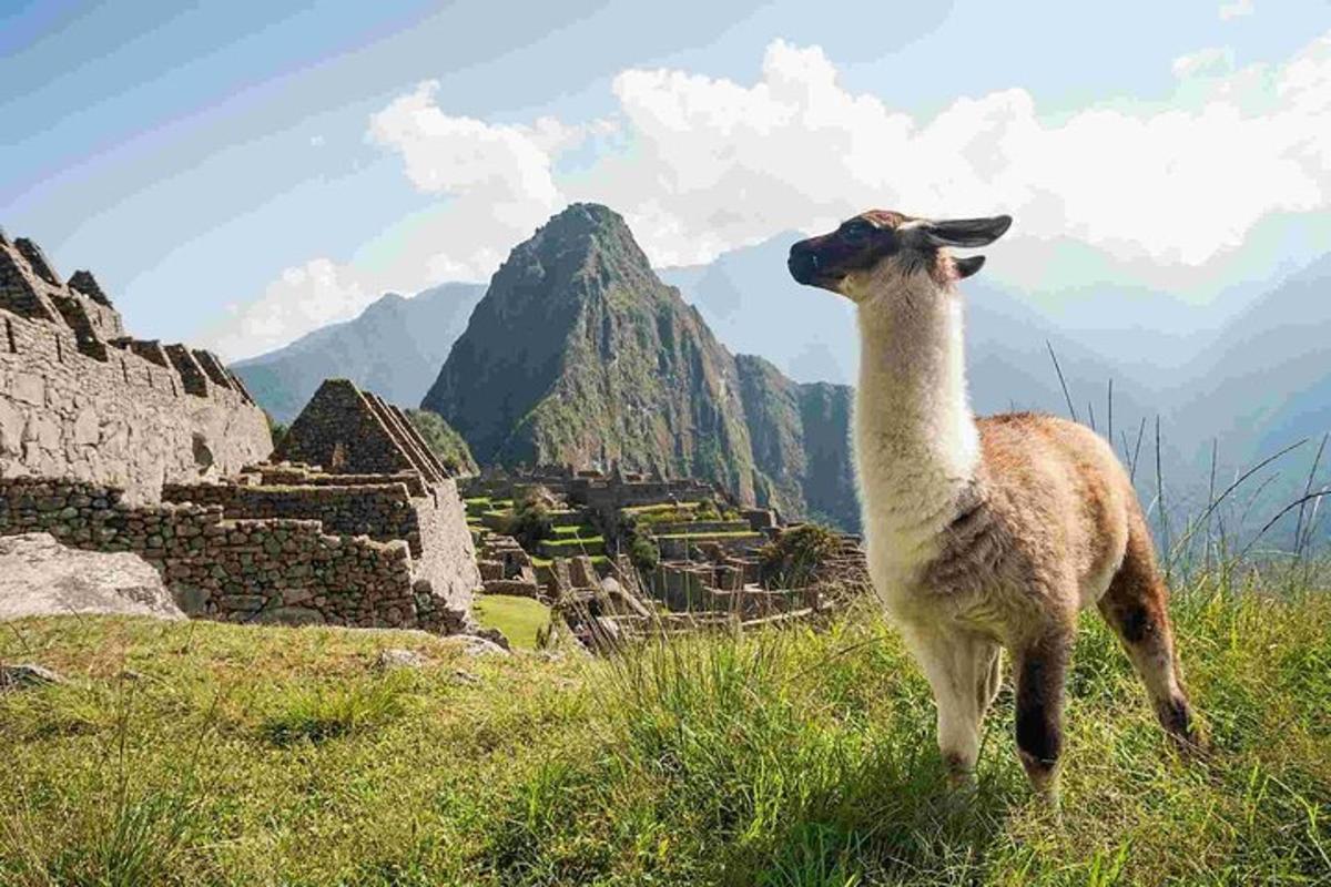 Lama stendur á hæð og horfir á rústirnar