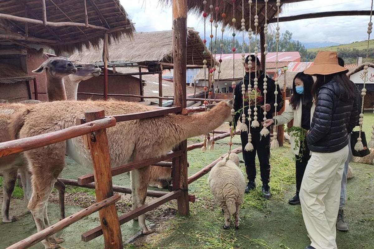 dues persones alimenten una ovella en un corral