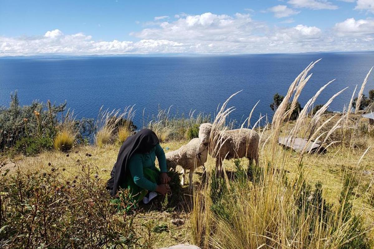 a person sheering sheep on a hill near the ocean