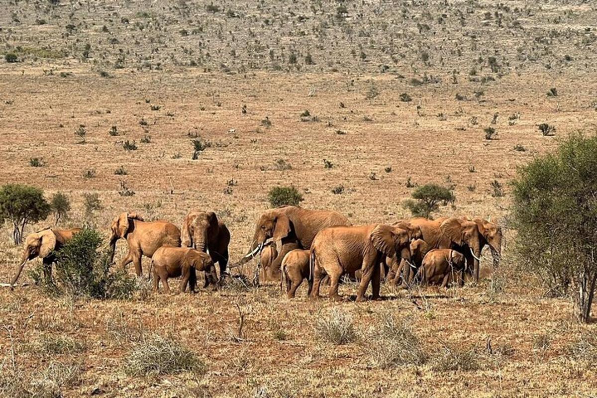 una mandria di elefanti che camminano in un campo