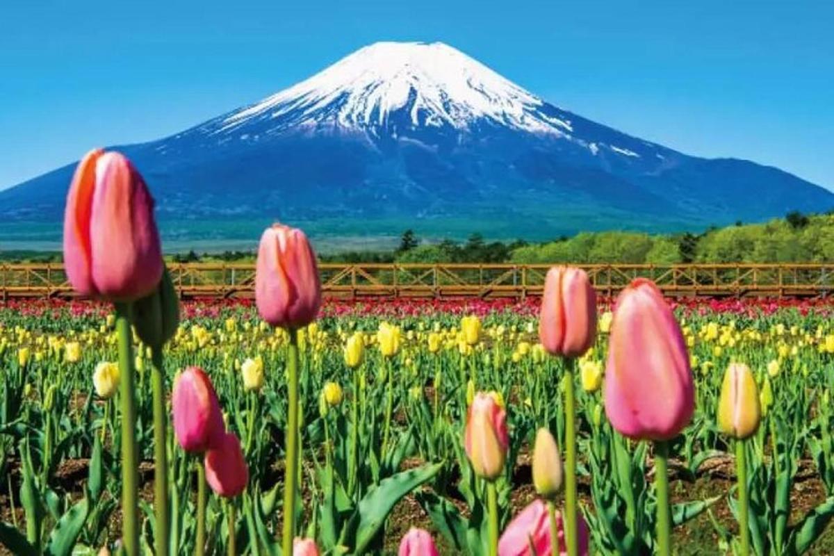 a field of flowers with a mountain in the background