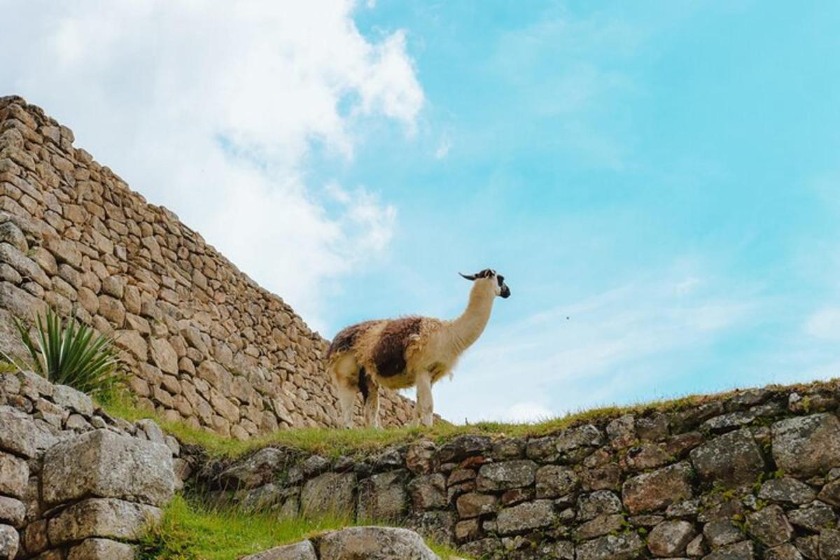 lama stojící na vrcholu kamenné zdi