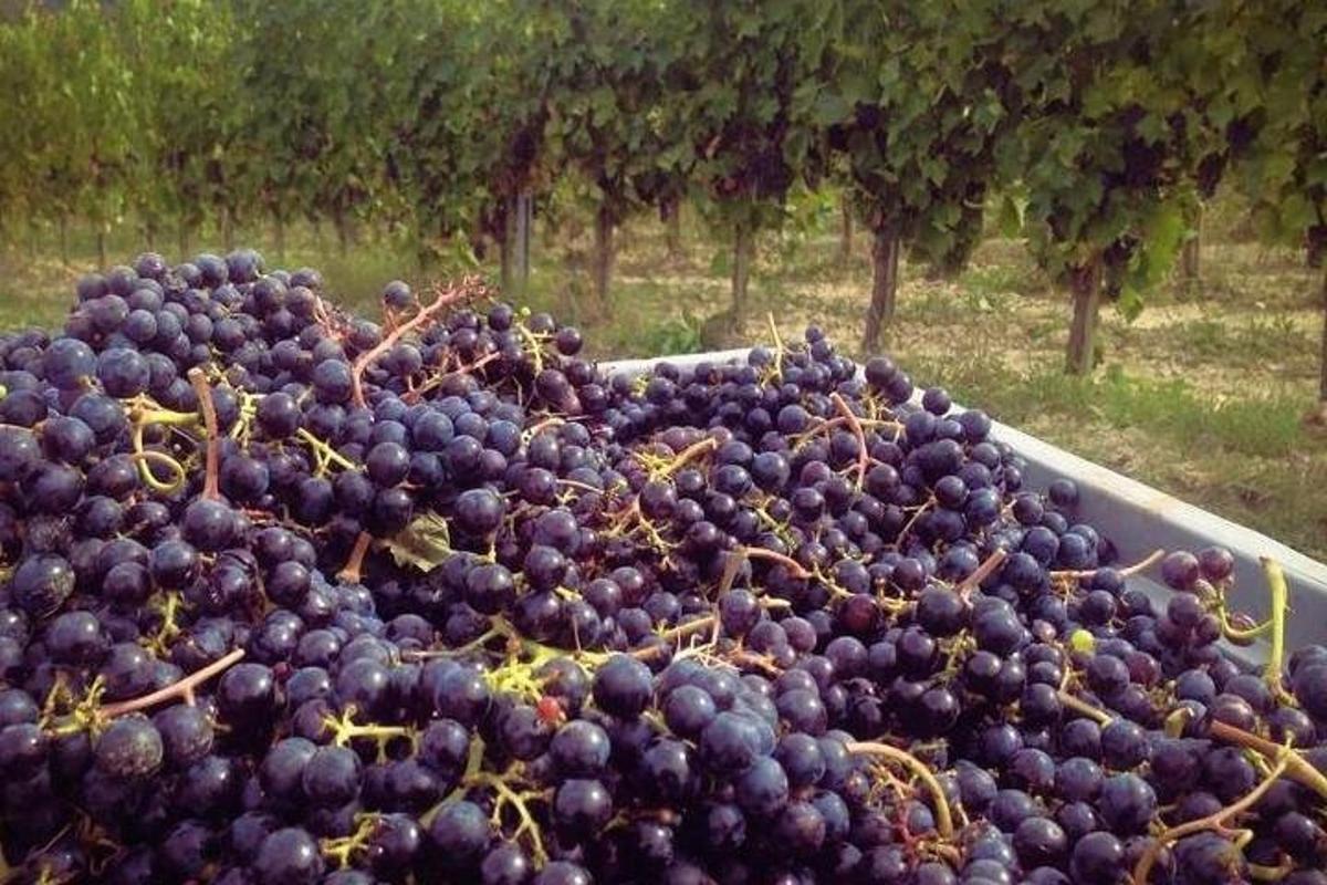 suur hunnik lillasid viinamarju karbis